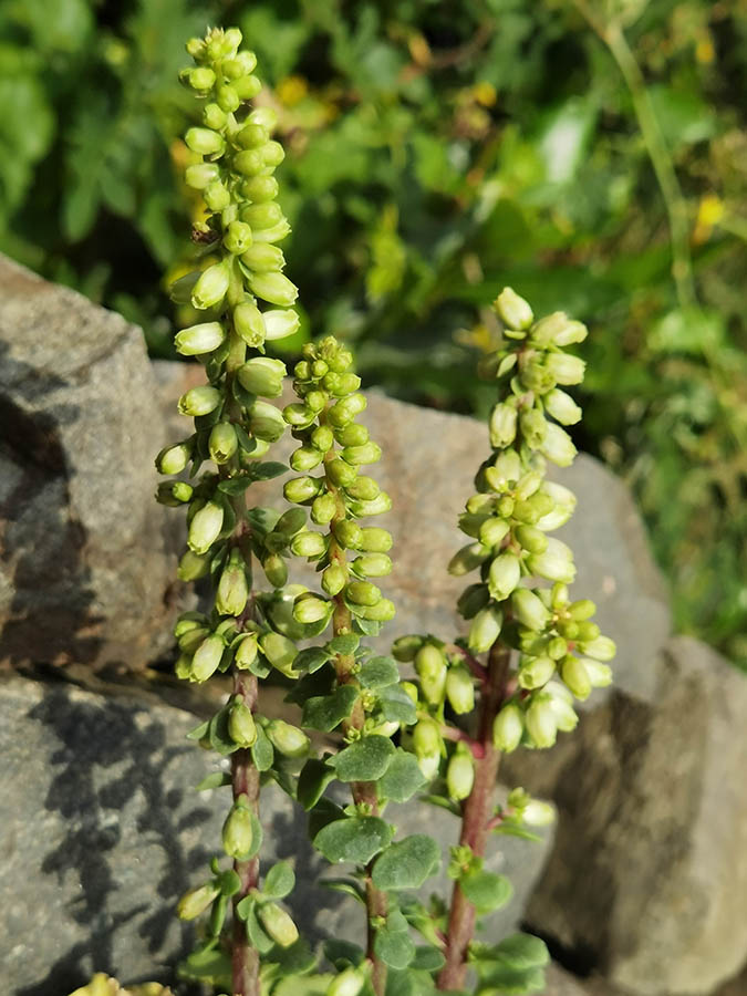 Umbilicus rupestris 6